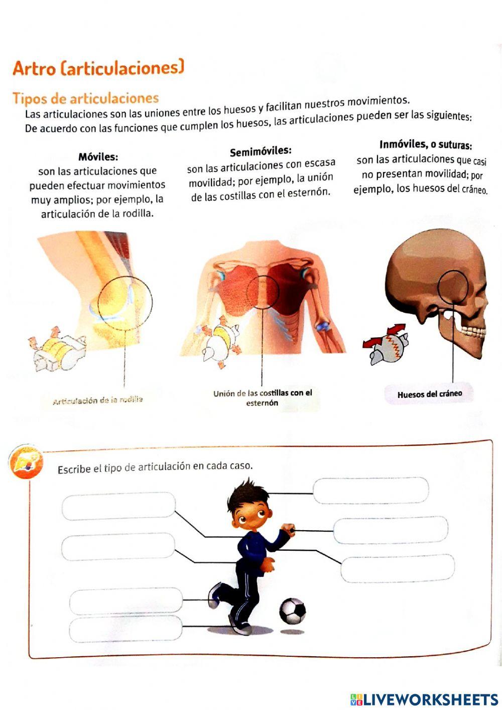 Sistema osteo artromuscula r: las articulaciones