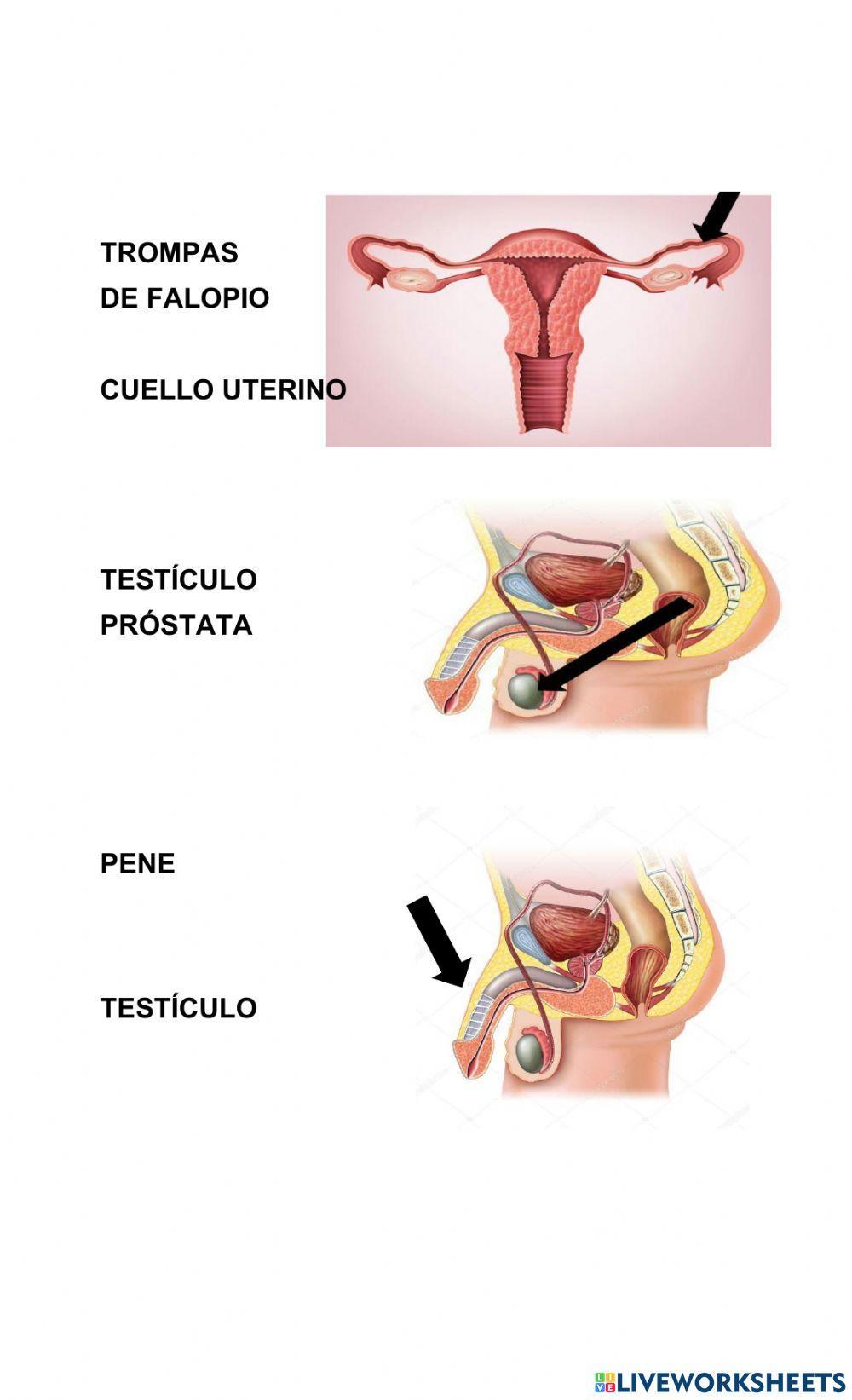 Sistema reproductor masculino y femenino