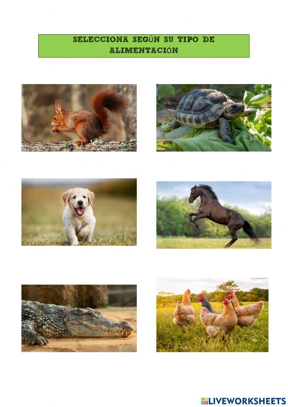 Alimentación de los animales