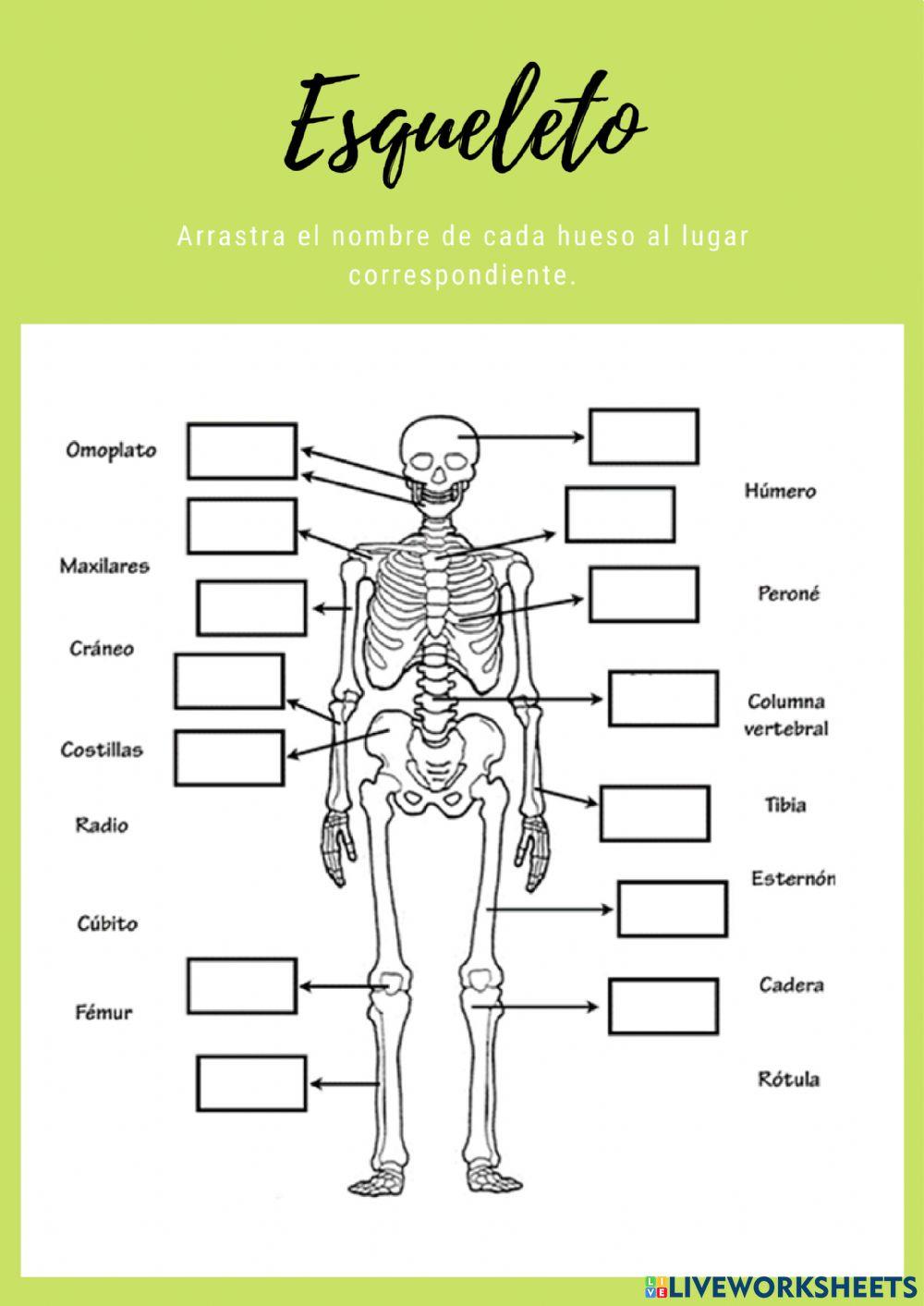 Esqueleto y músculos