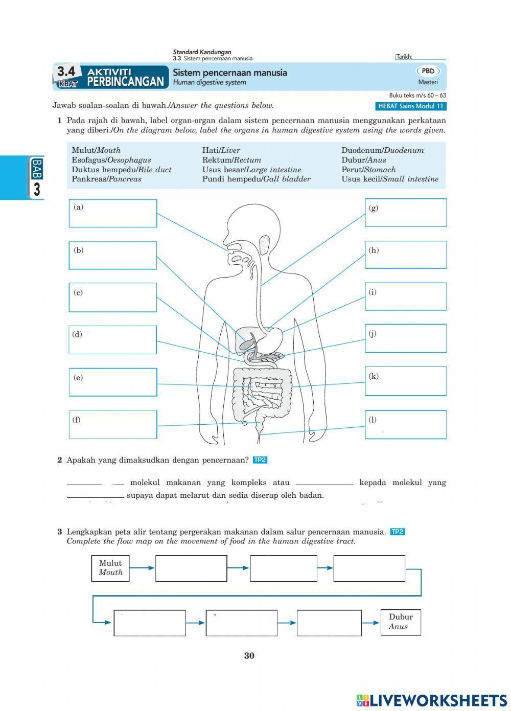 Sistem pencernaan manusia