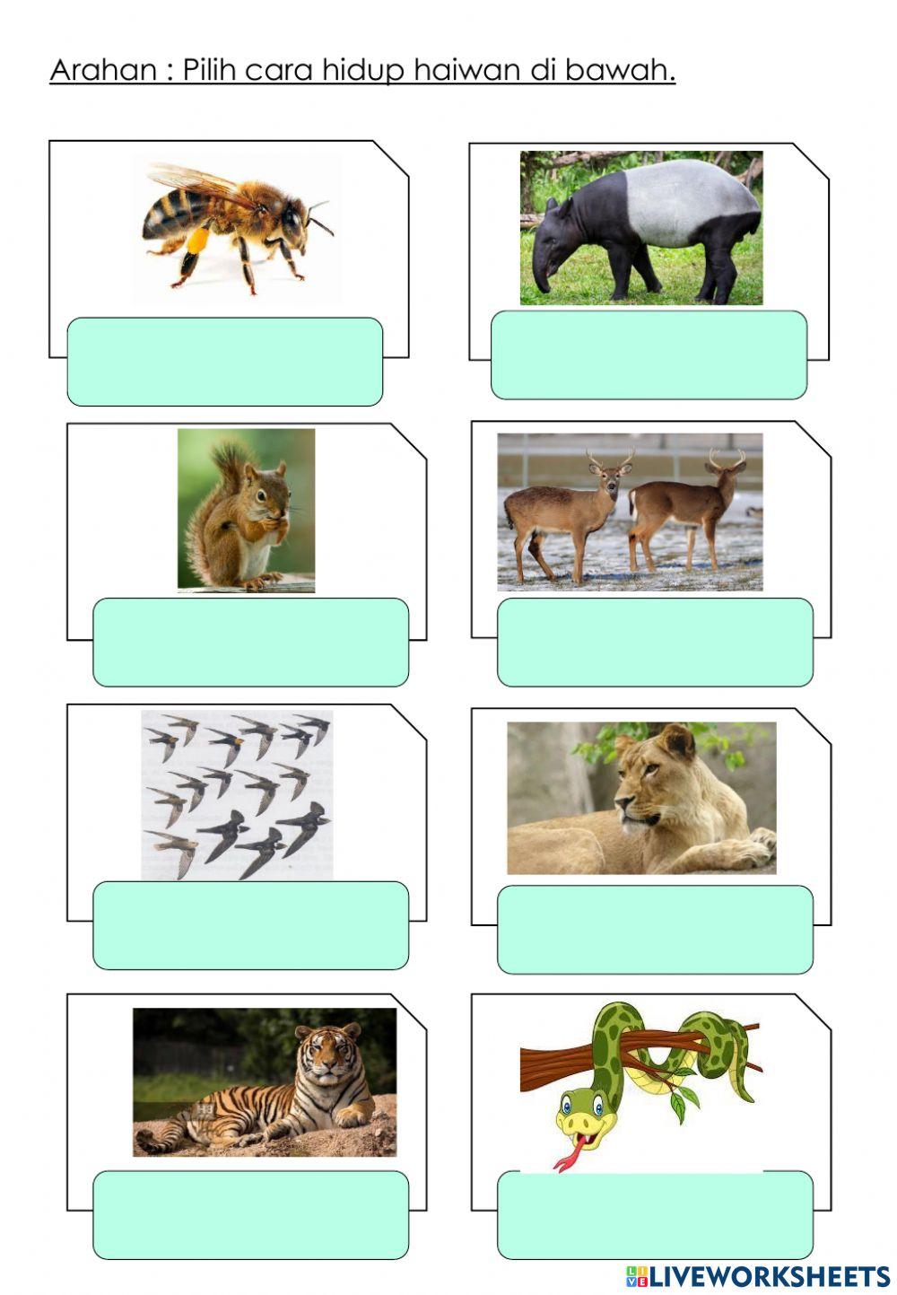 Interaksi Antara Haiwan