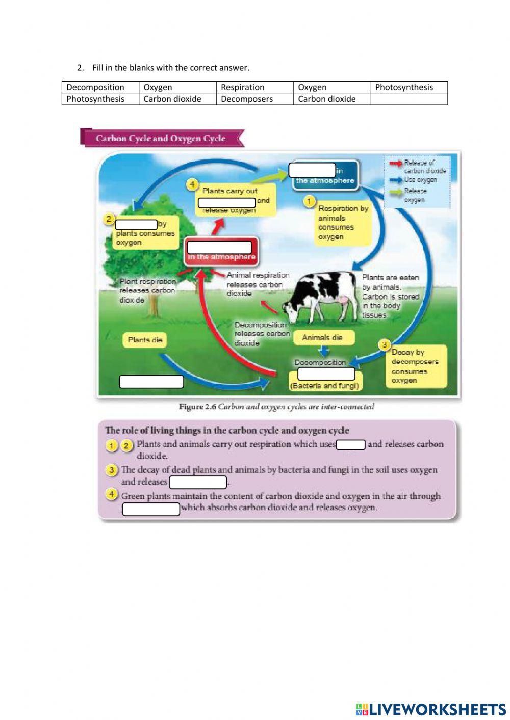 2.1 Energy Flow in an ecosystem