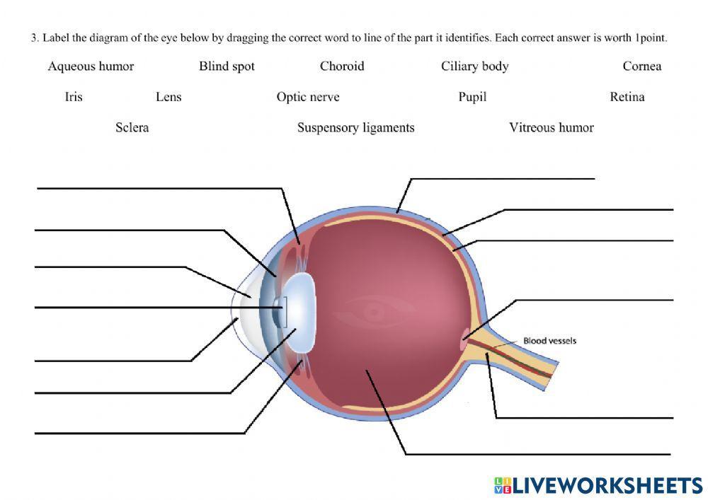 Parts of the Eye