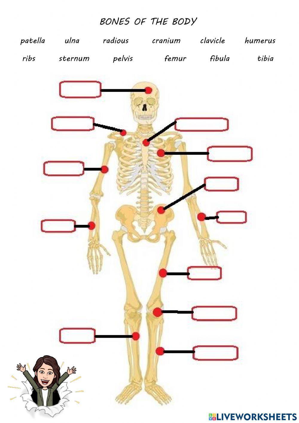 Muscles and bones | Live Worksheets