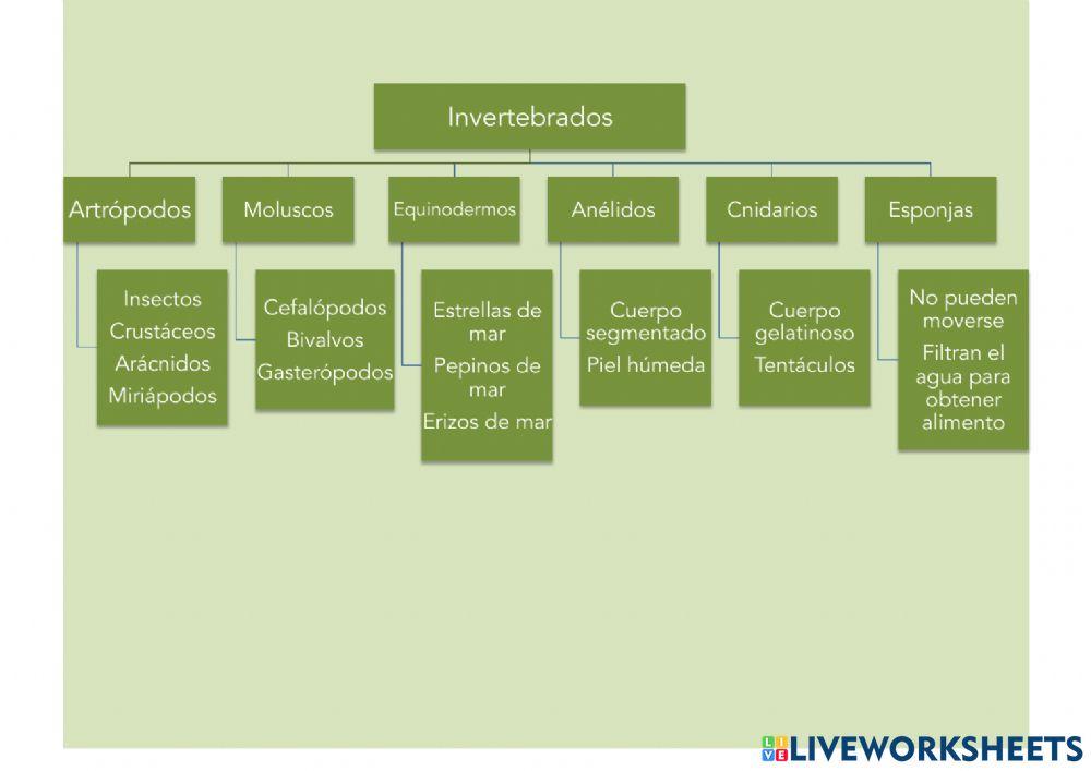 Esquema Invertebrados