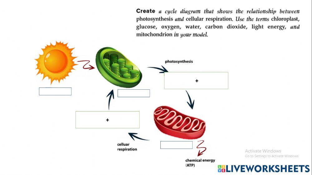 Cellular respiration and Photosynthesis