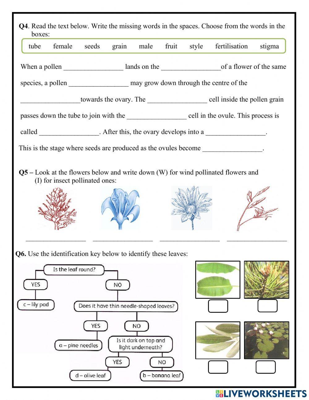 life cycle of a flowering plant