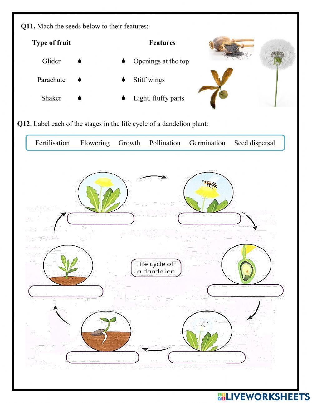 Flowering Plant Worksheet