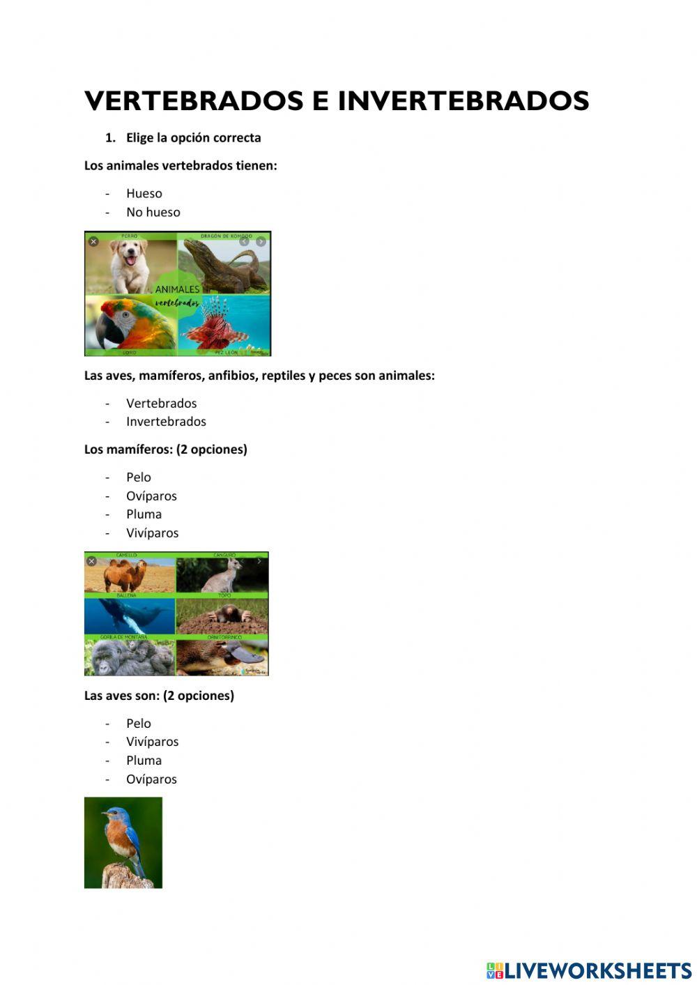 Vertebrados e invertebrados