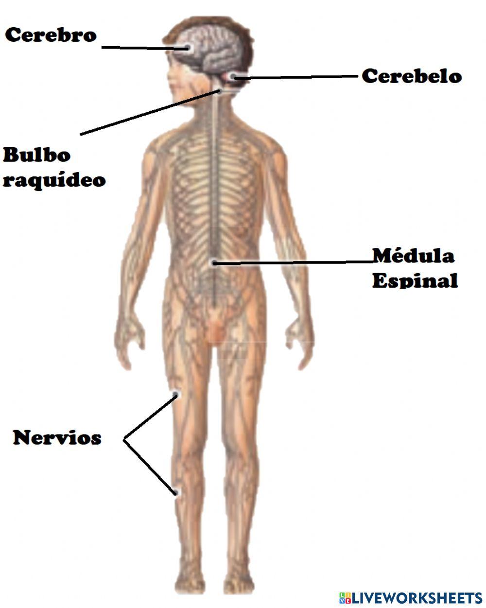 Partes del sistema nervioso