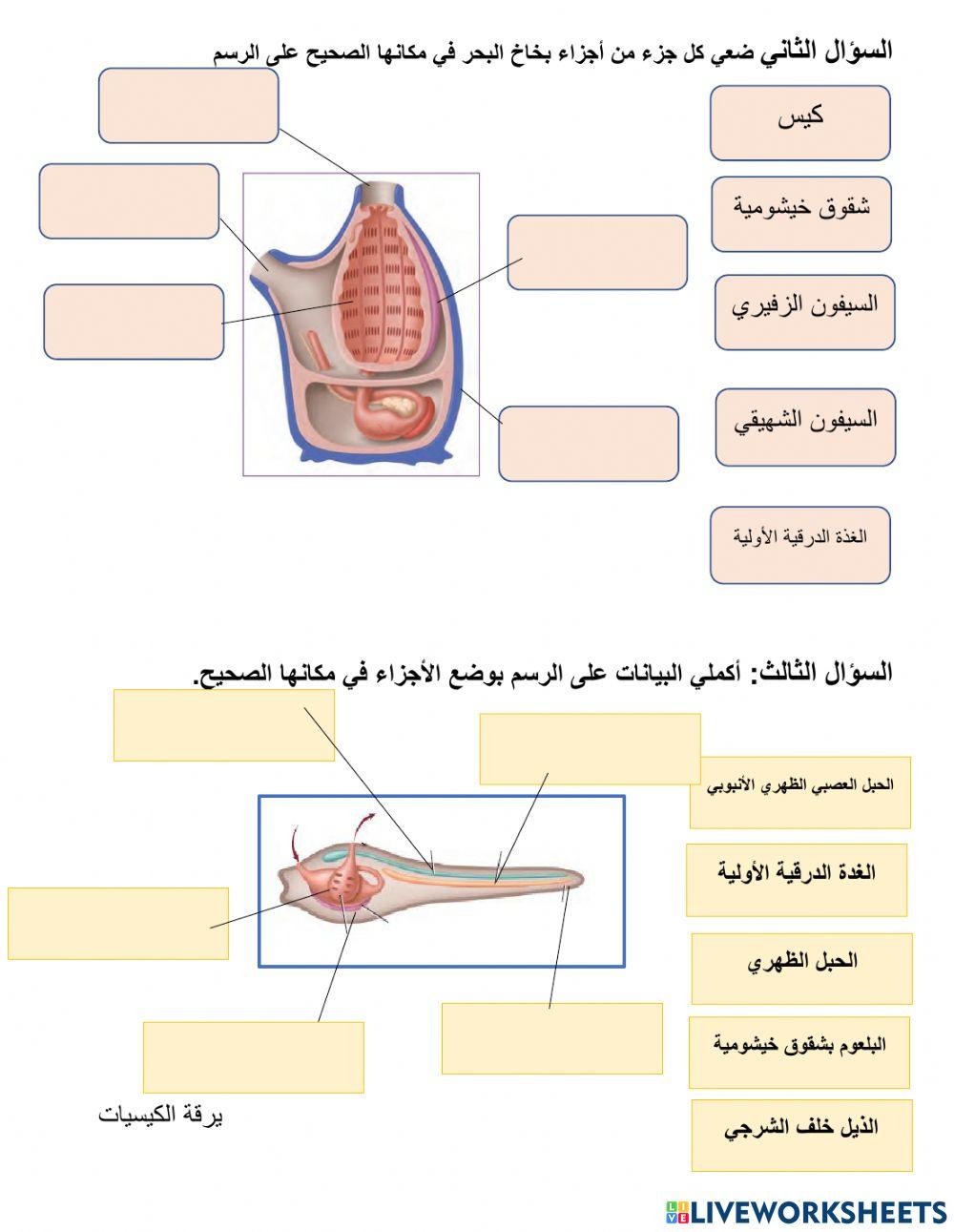 الحبليات اللافقارية