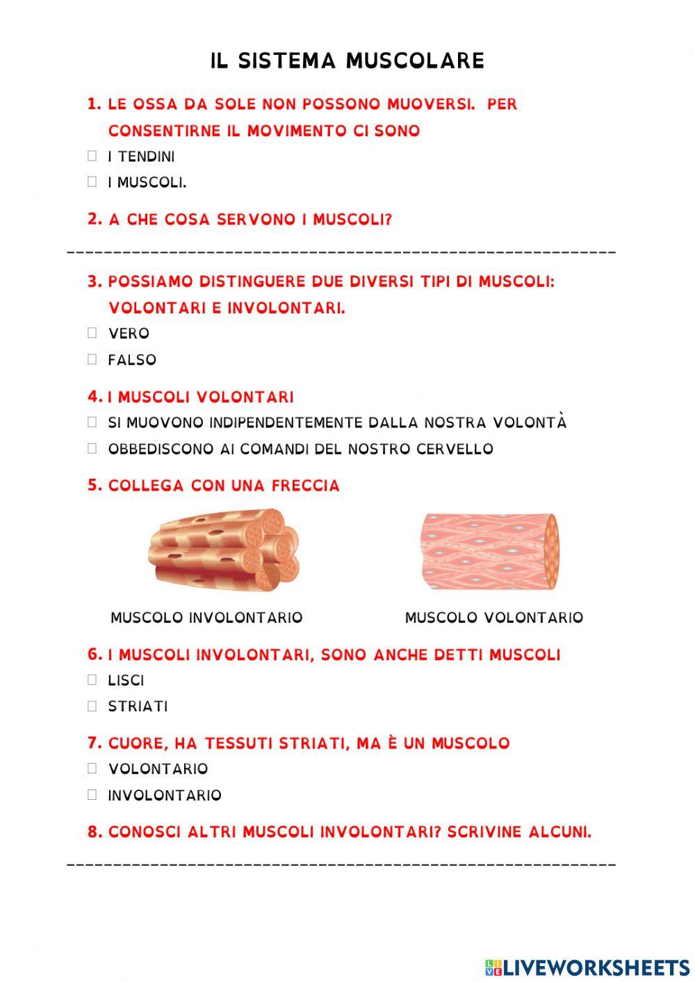 Il sistema muscolare1