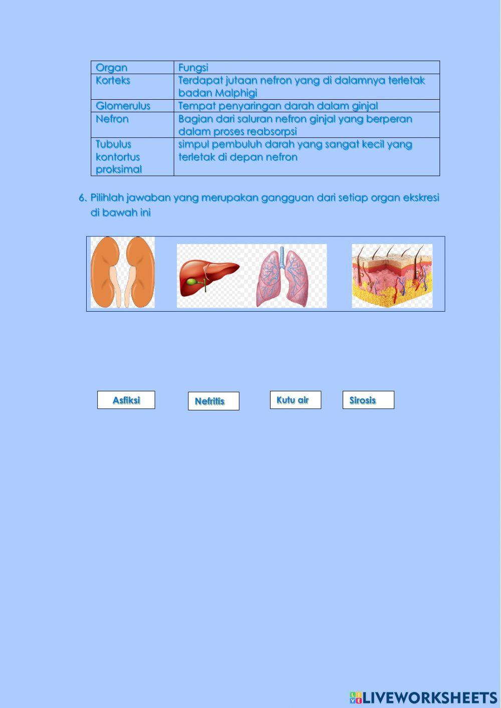 Lkpd sistem ekskresi