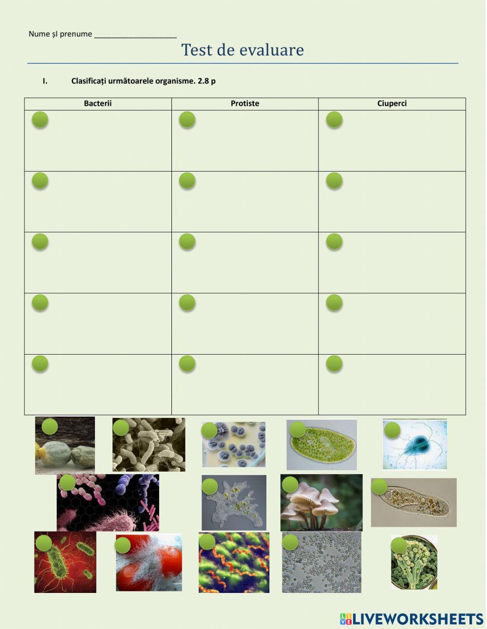 Bacterii-protiste-fungi