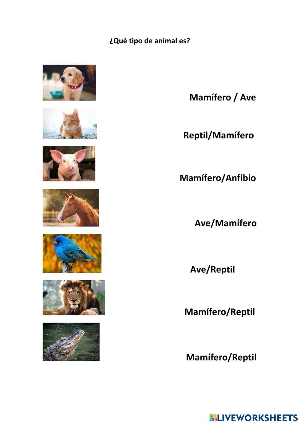 ¿Qué tipo de animal es?