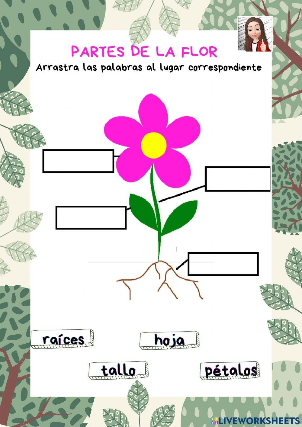 Partes de la flor Partes de la flor