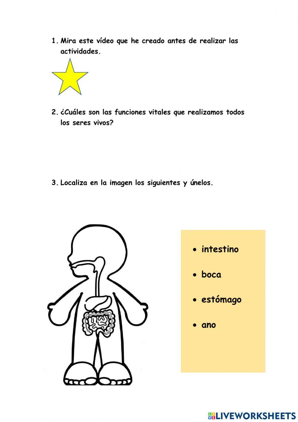 Aparato digestivo  y respiratorio