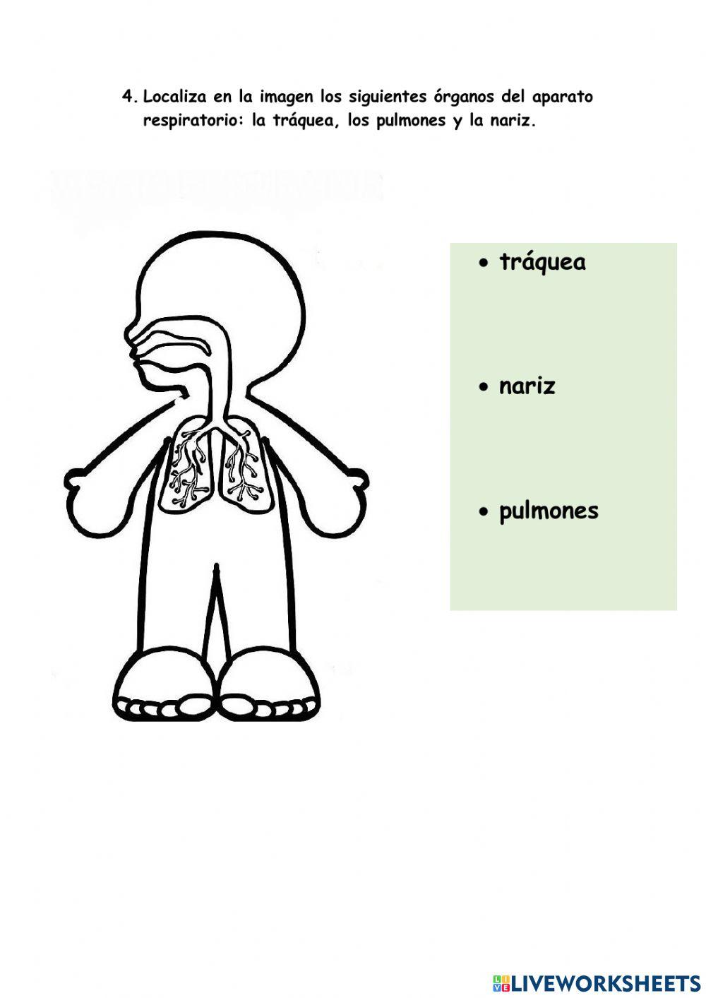 Aparato digestivo  y respiratorio