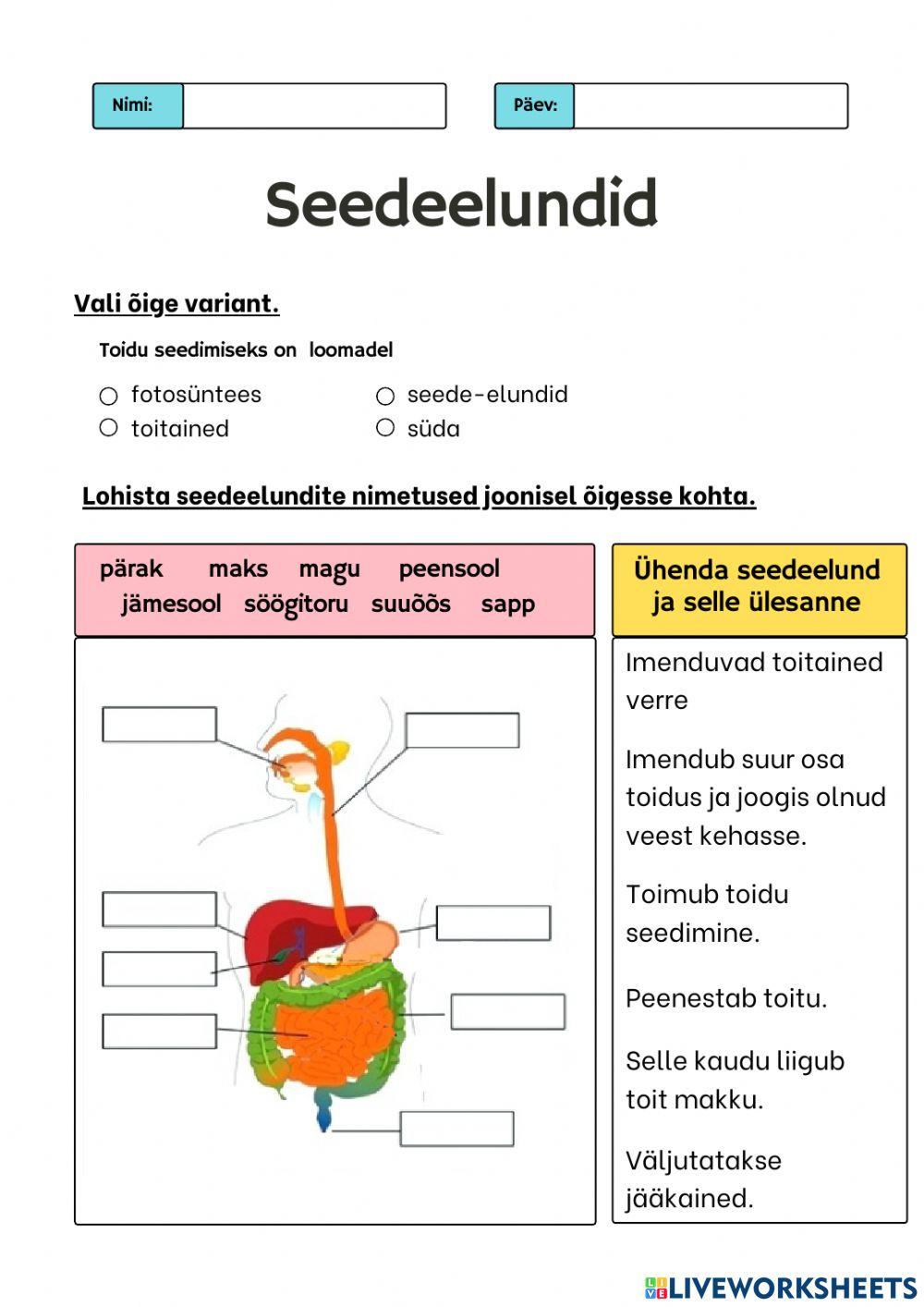 Seedeelundid