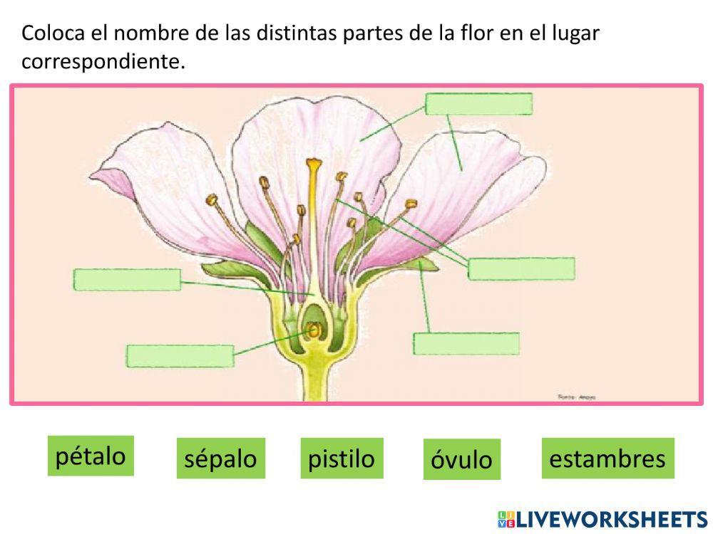 Partes de una flor