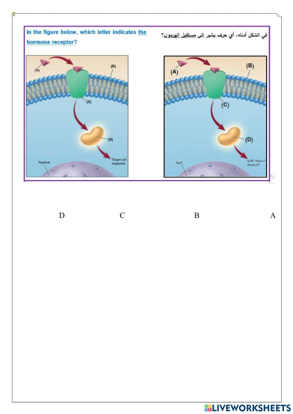 ورقة عمل تفاعلية