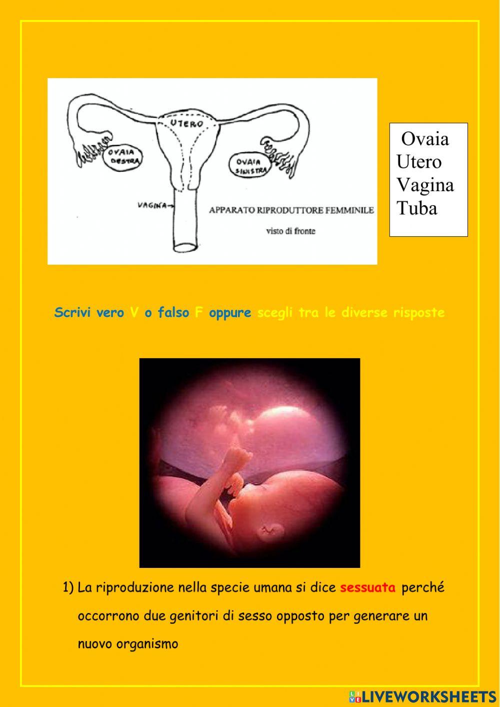 Verifica riproduzione umana