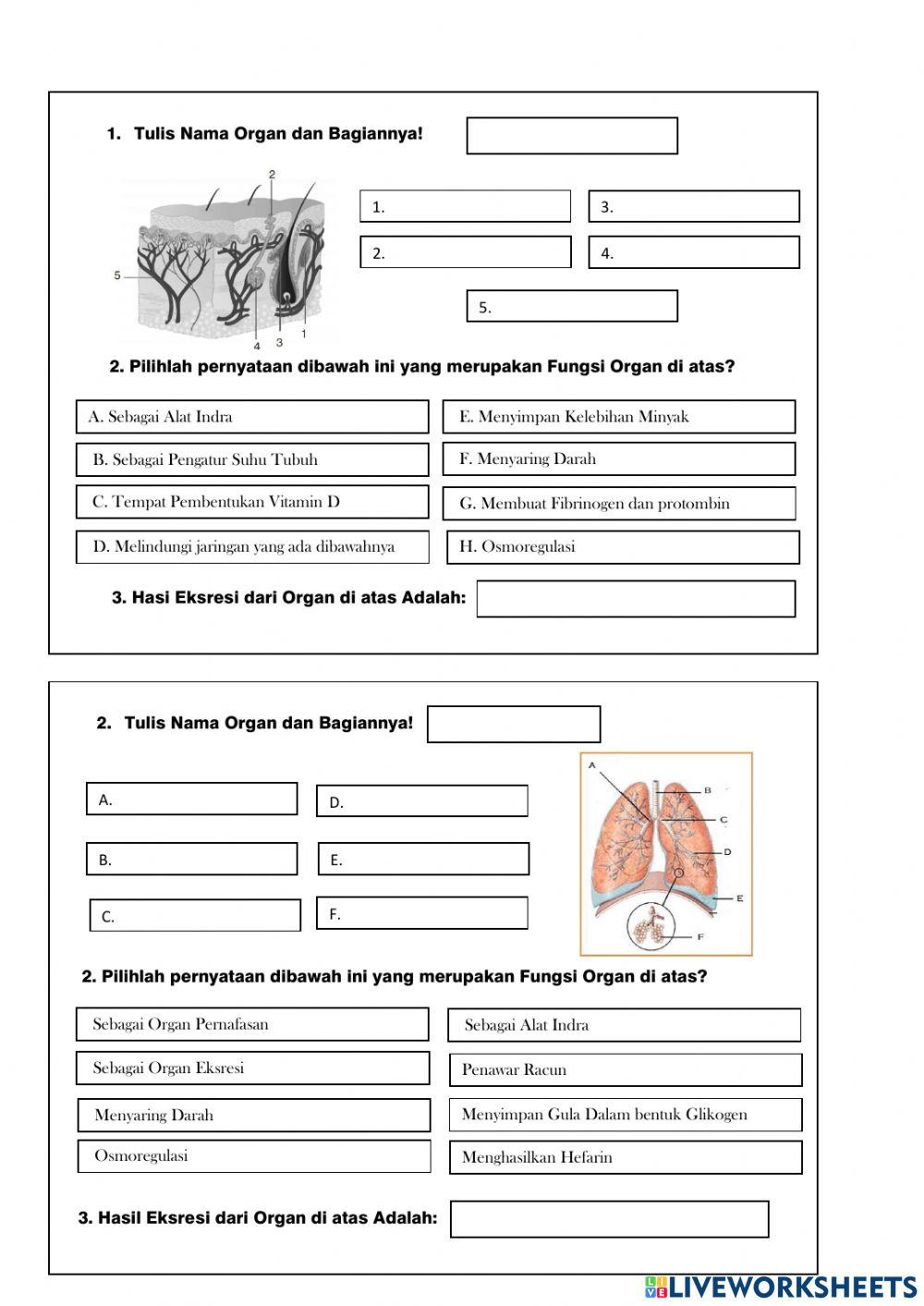 Sistem ekskresi update
