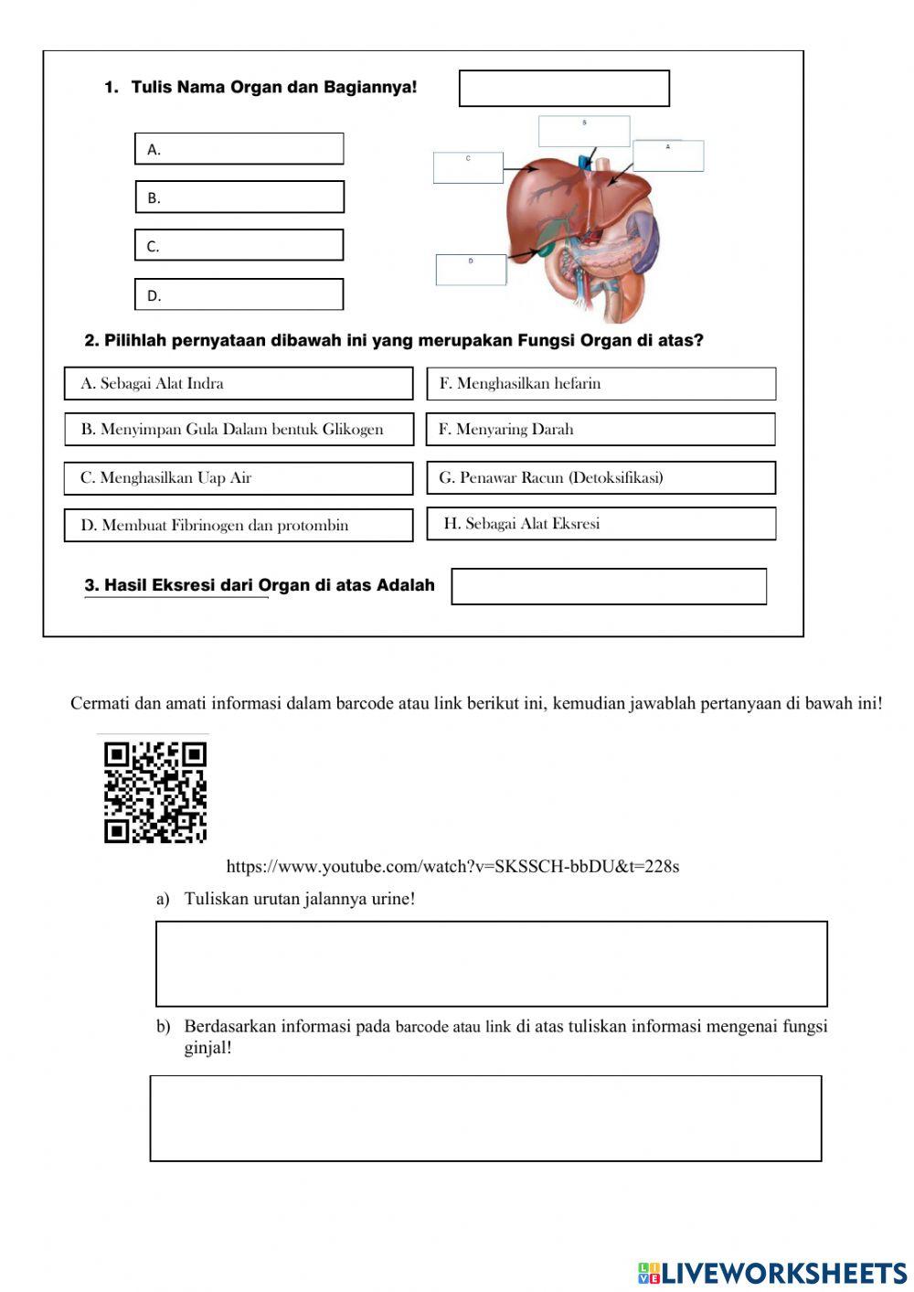 Sistem ekskresi update