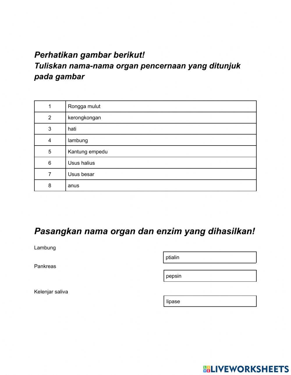 LKPD saluran pencernaan