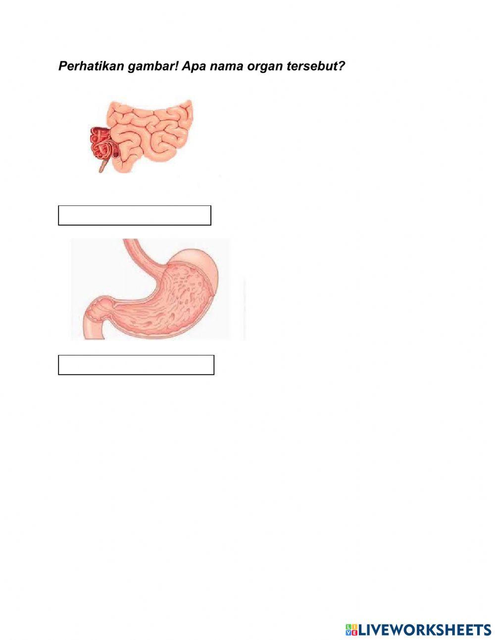 LKPD saluran pencernaan