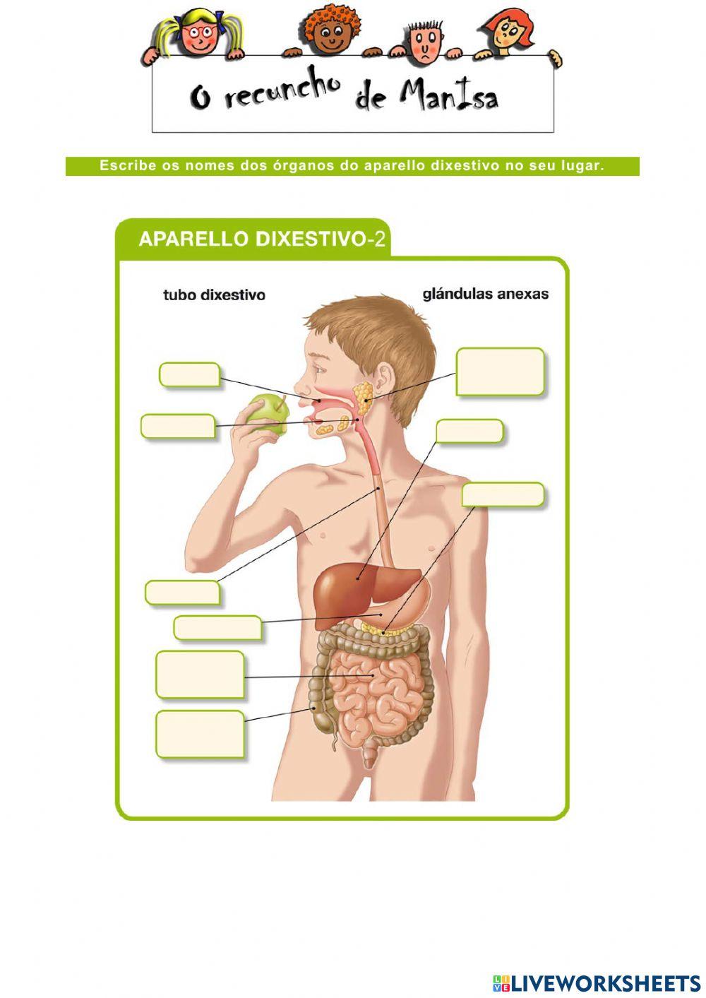 Aparello dixestivo 2