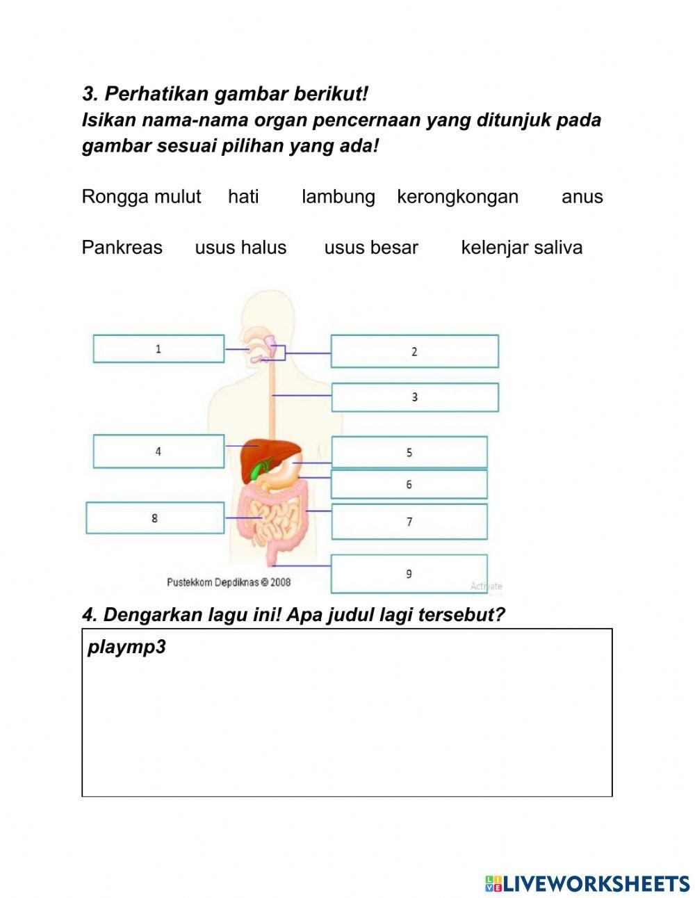 LKPD saluran pencernaan manusia