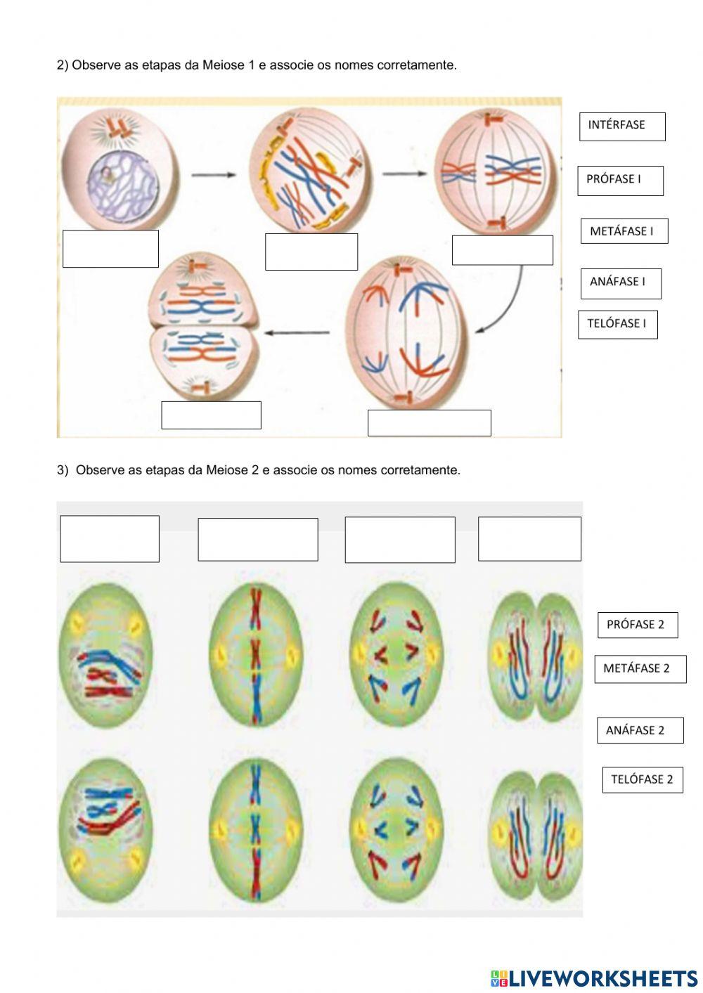 Biologia Mitose | PDF | Meiose | Mitose, image size:1000x1413