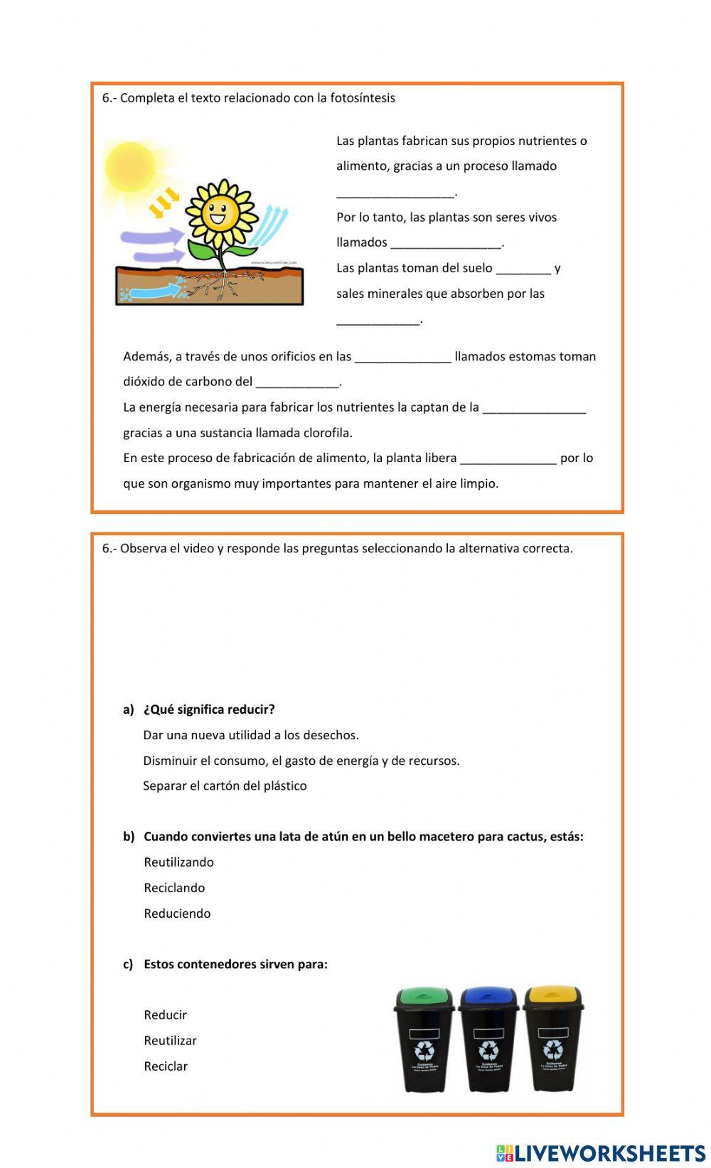 Partes de la planta y qué necesitan para vivir