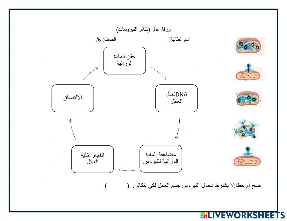 تكاثر الفيروسات