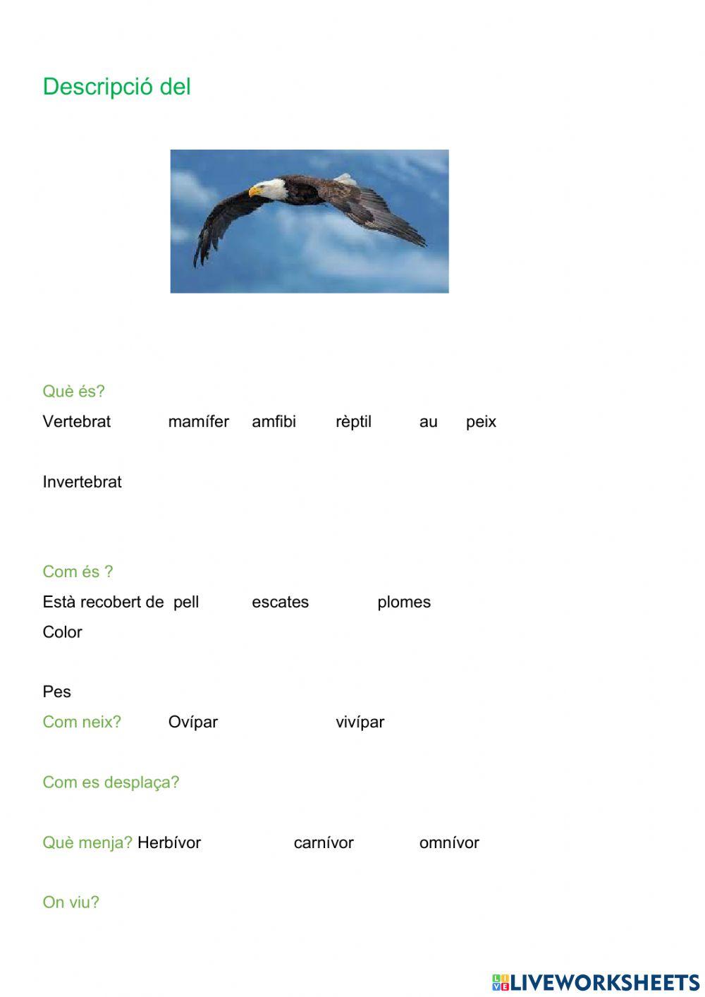 Classificació animals