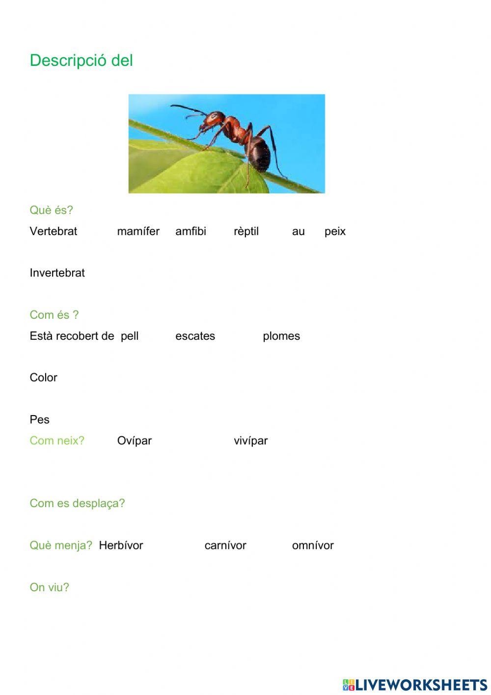 Classificació animals