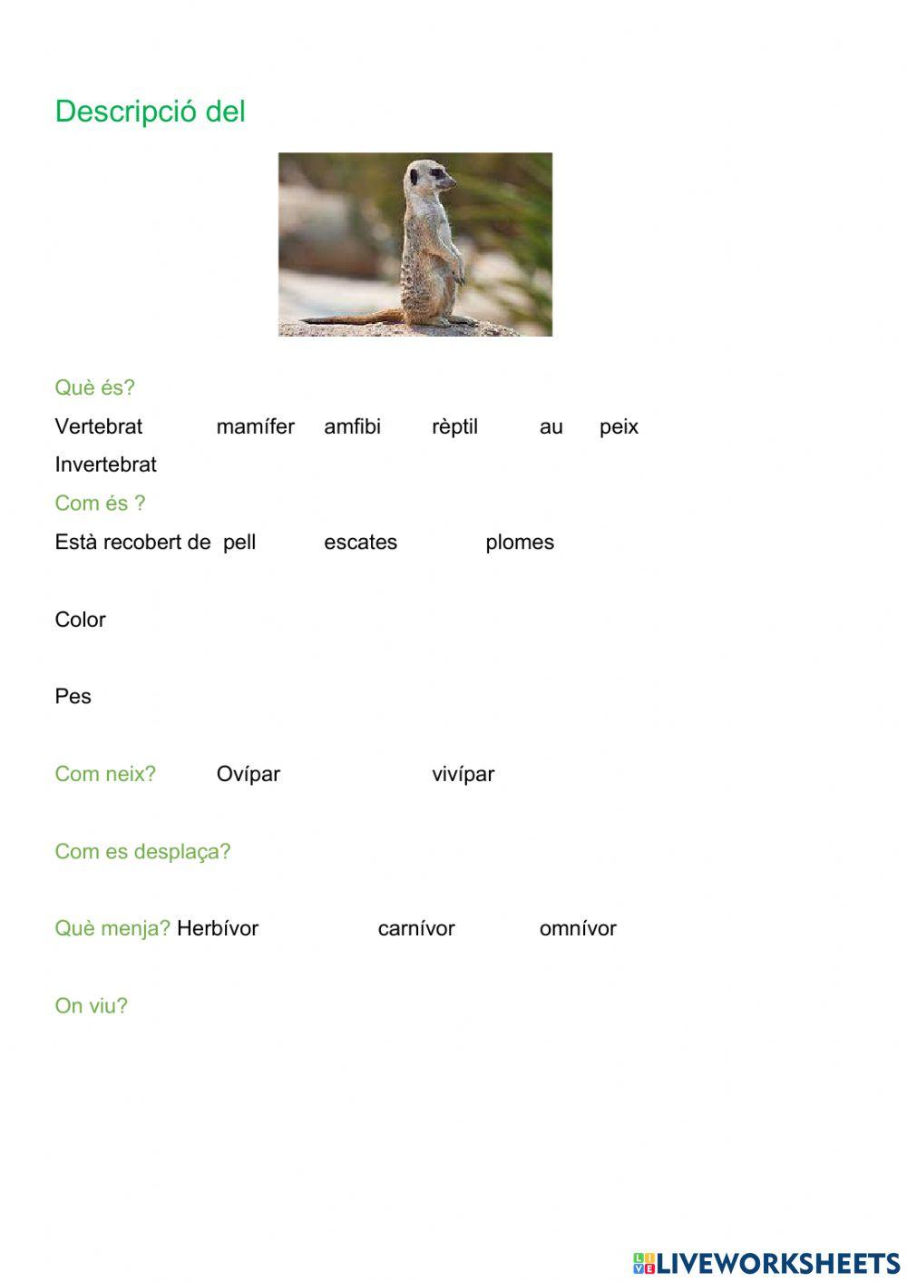 Classificació animals