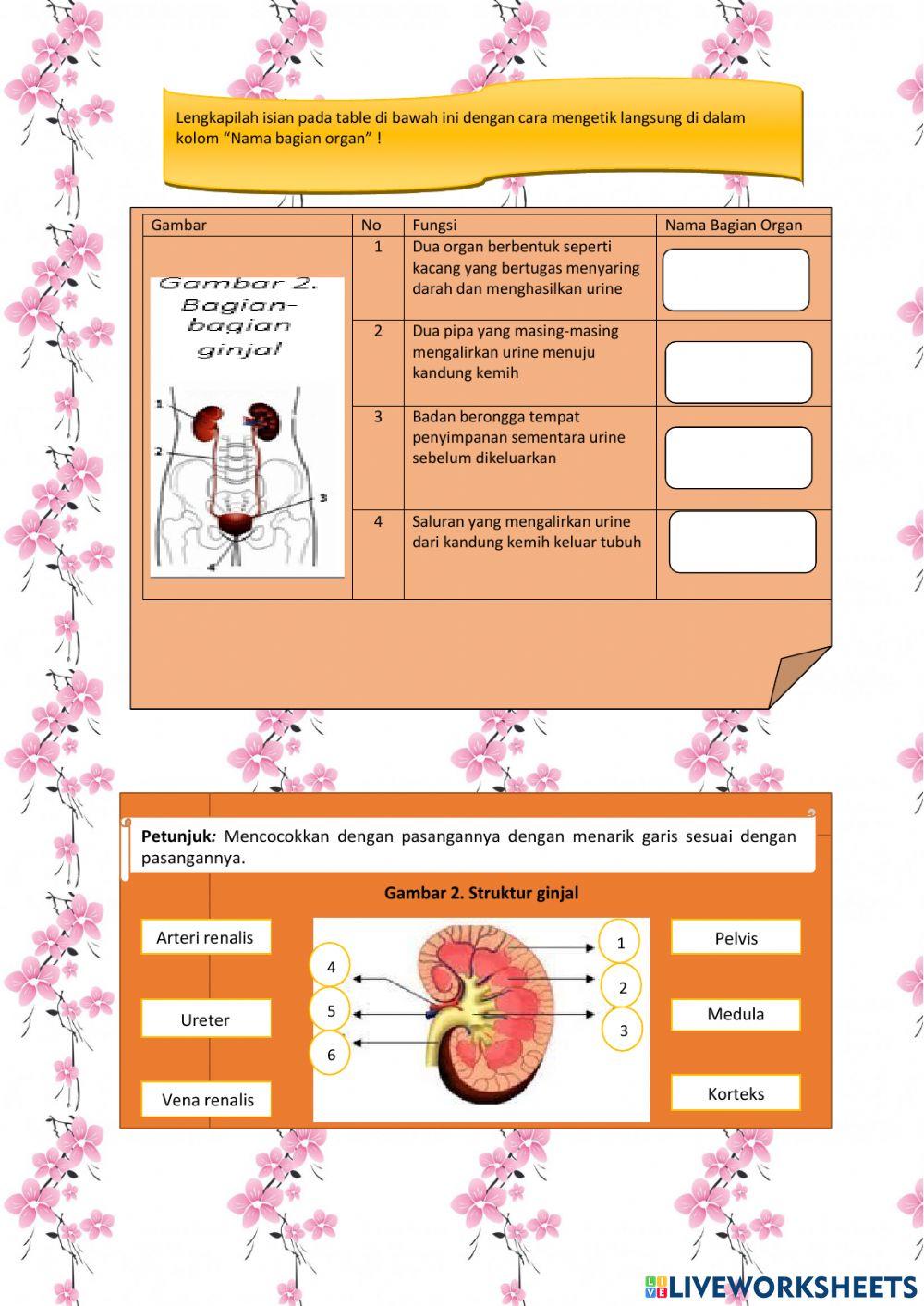 Ekskresi pada Manusia