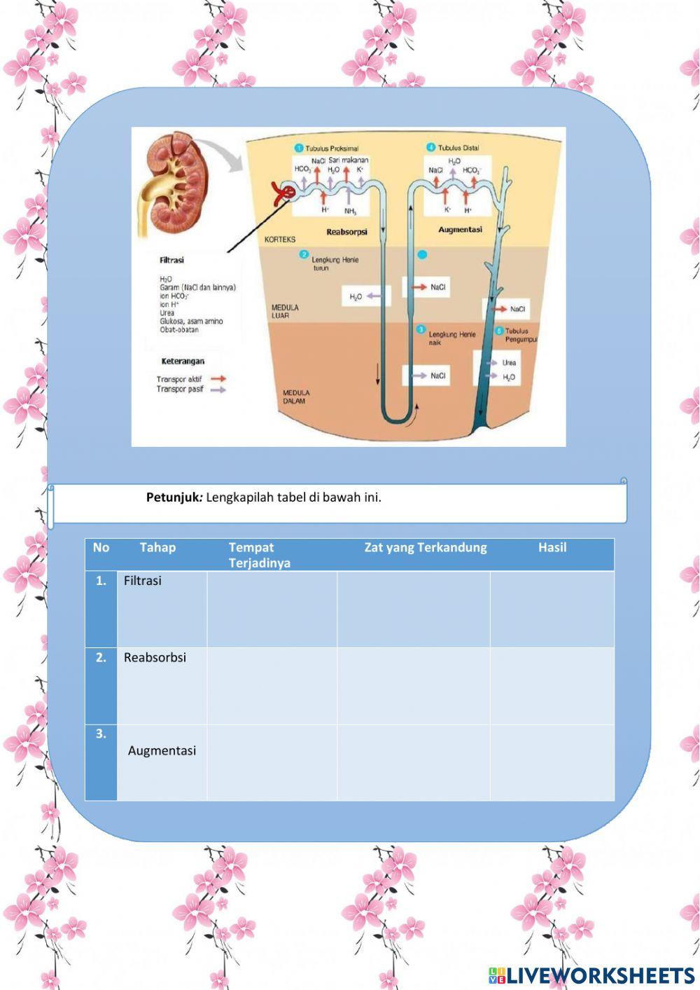 Ekskresi pada Manusia