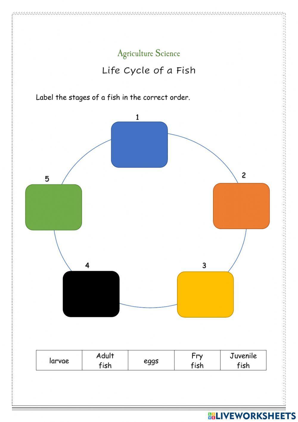 Life Cycle of a Fish
