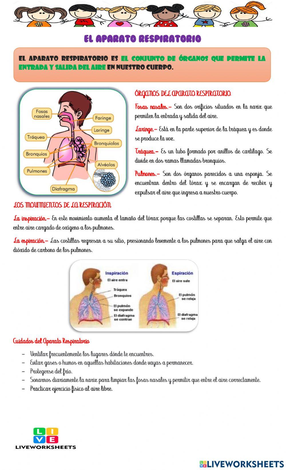 El aparato respiratorio