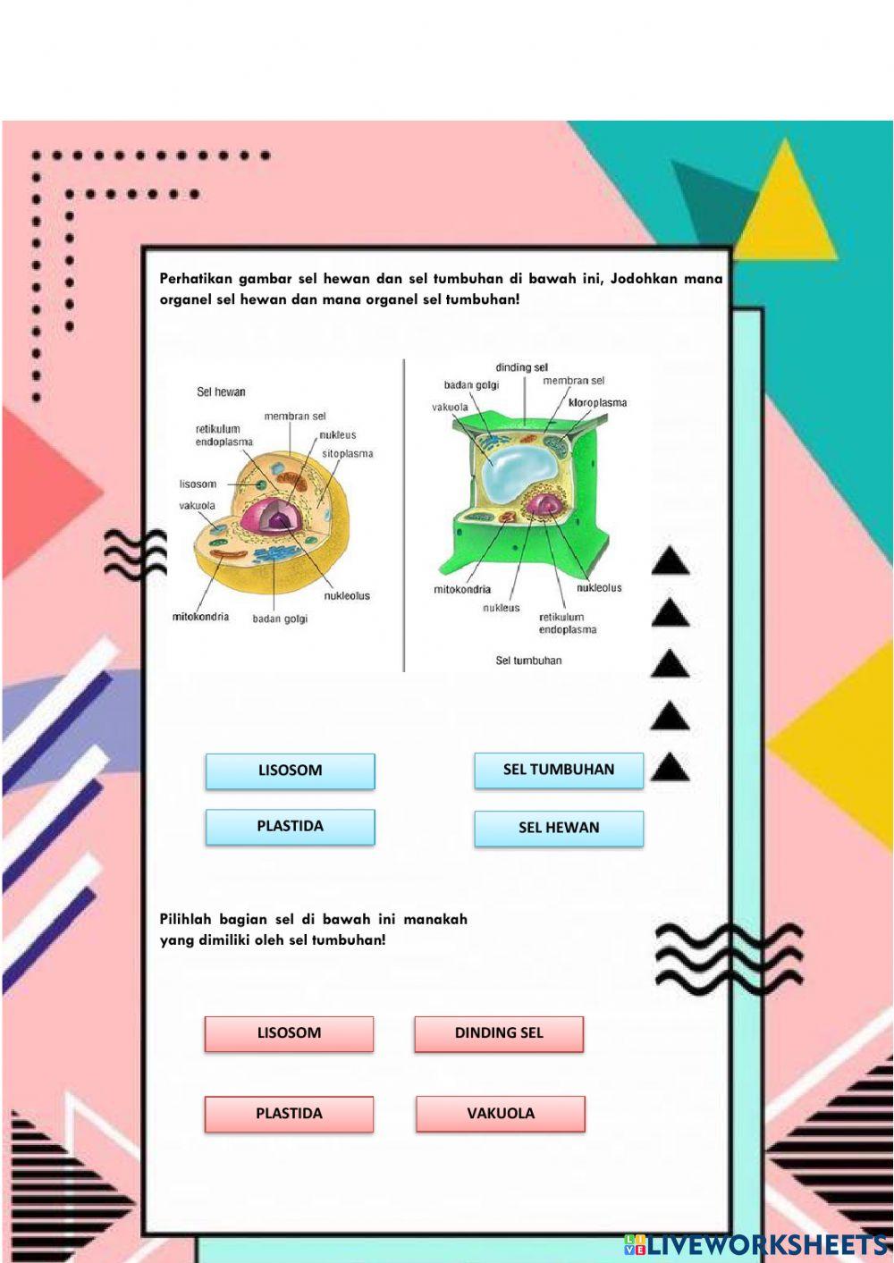 Sel hewan dan Sel Tumbuhan