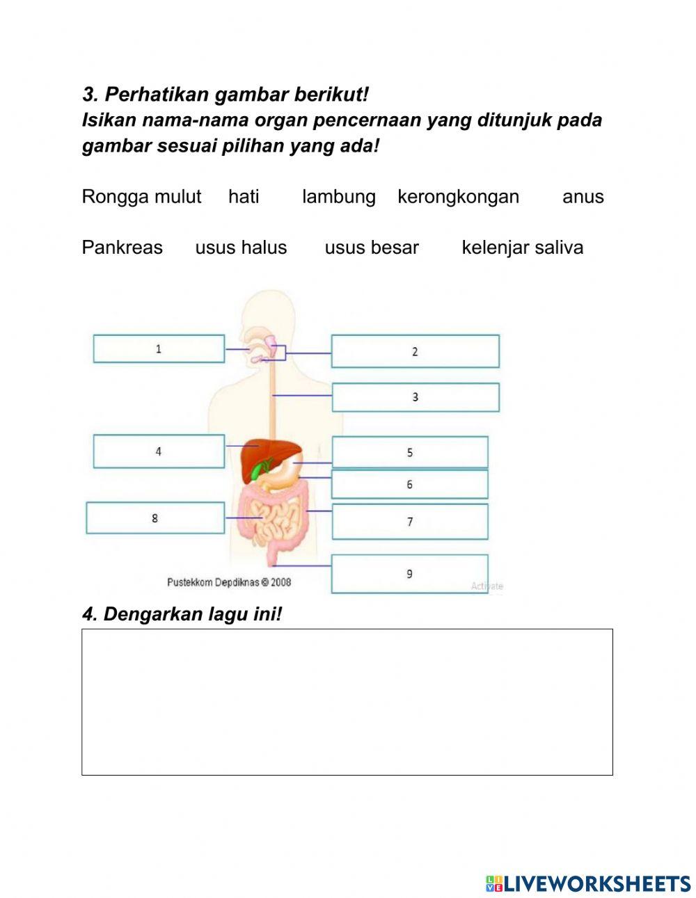 LKPD saluran pencernaan manusia