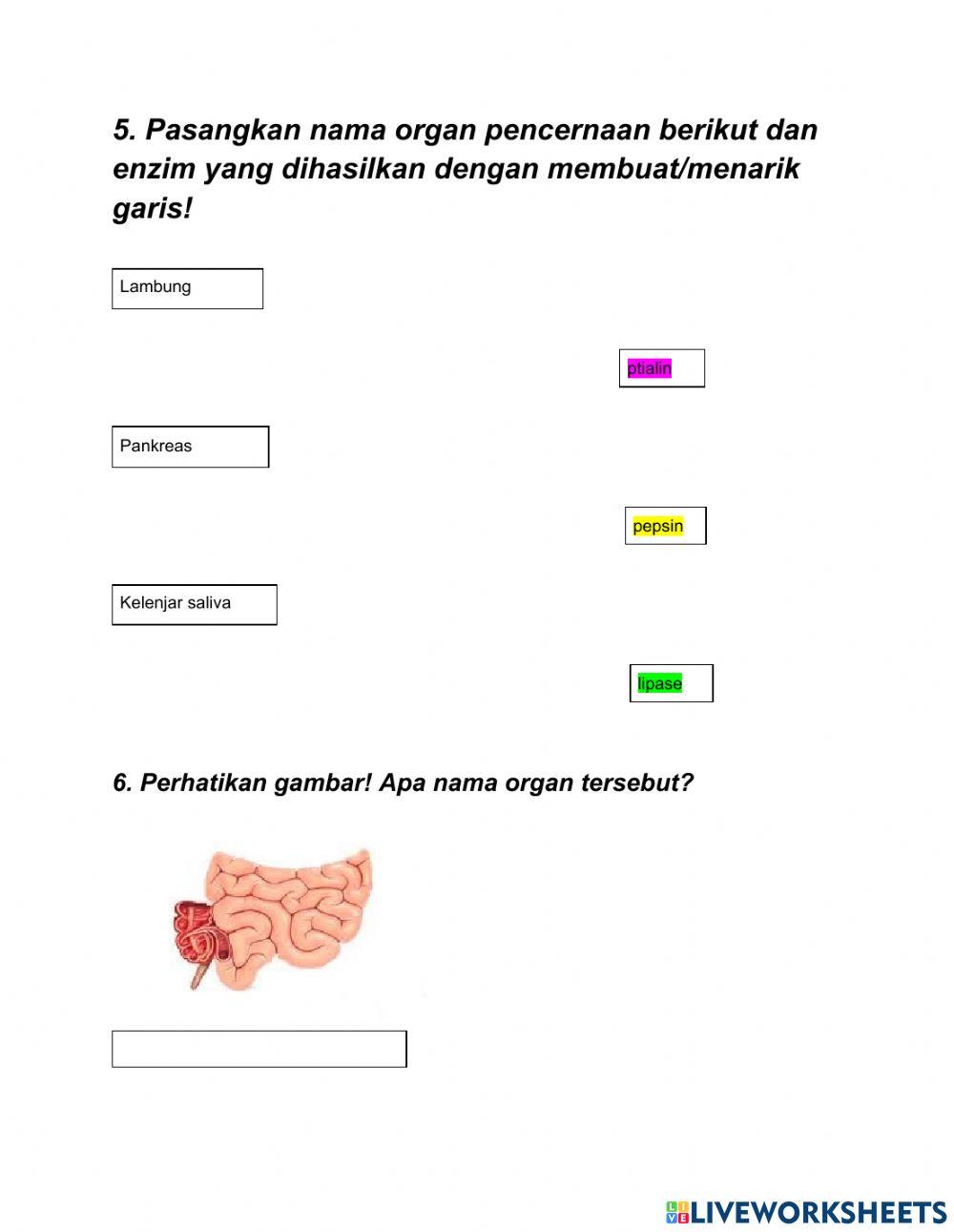 LKPD saluran pencernaan manusia