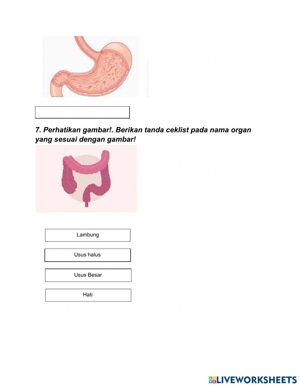 LKPD saluran pencernaan manusia
