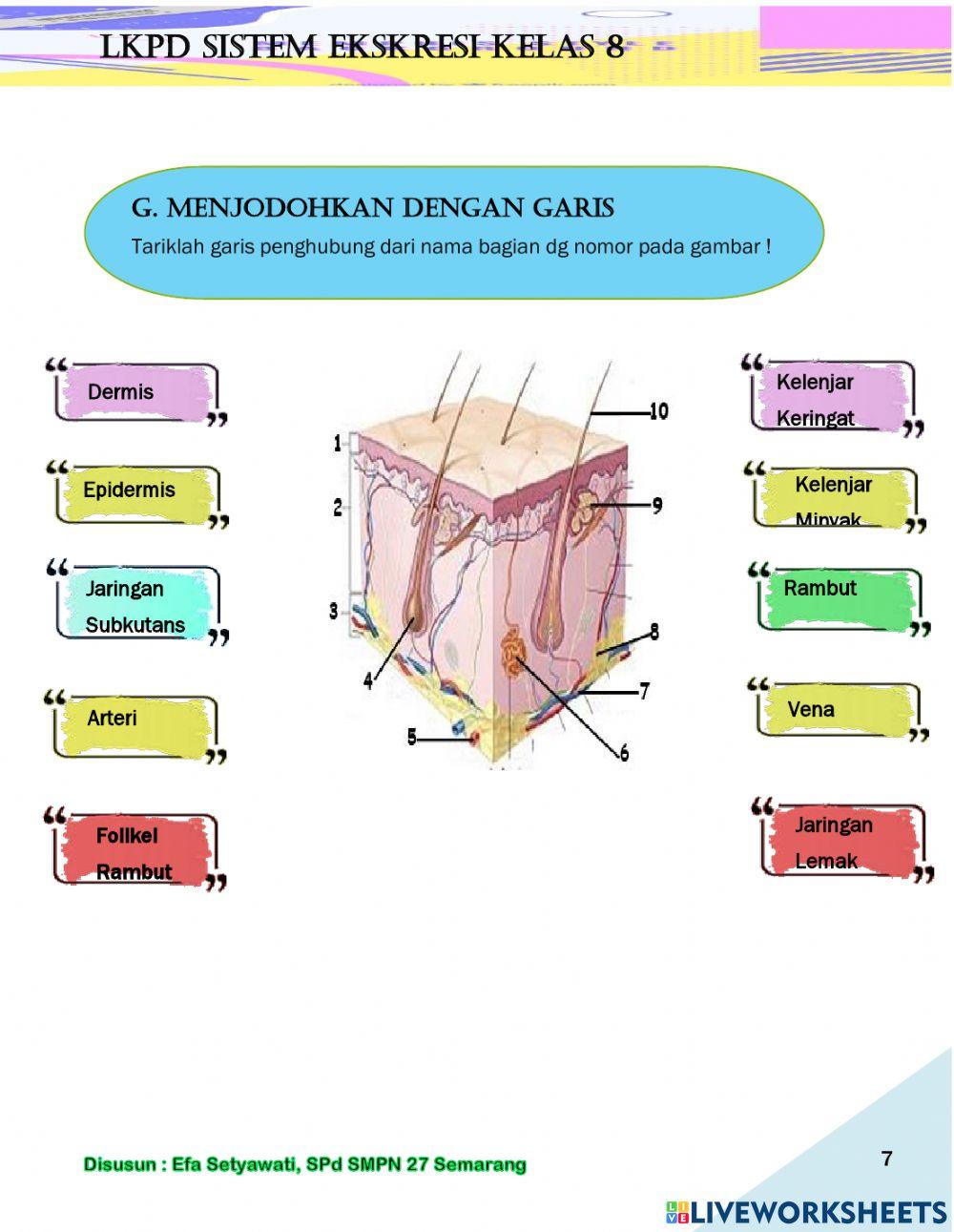 Lkpd sistem ekskresi