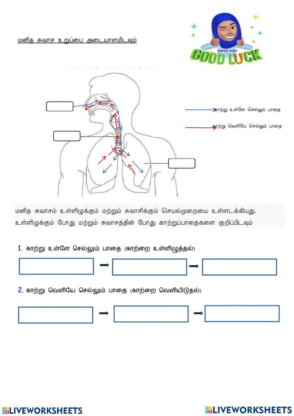 சுவாச உறுப்பு
