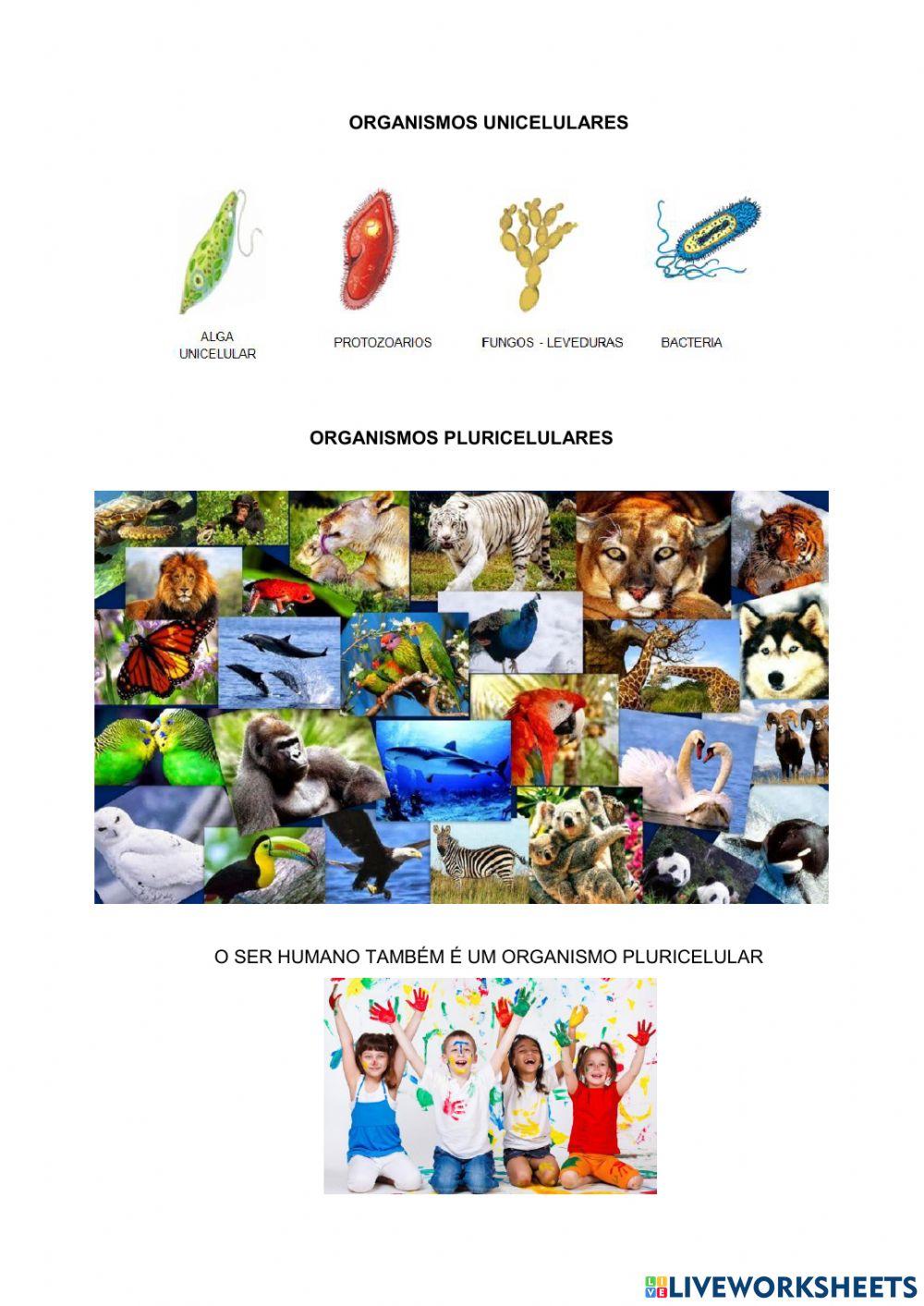 Citologia - atividade bem simples